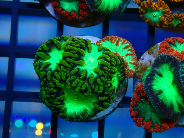 GBR Aquatics Mixed Blastomussa Frag