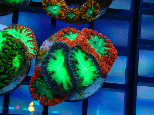 GBR Aquatics Mixed Blastomussa Frag