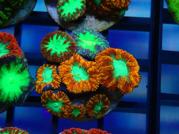 GBR Aquatics Mixed Blastomussa Frag