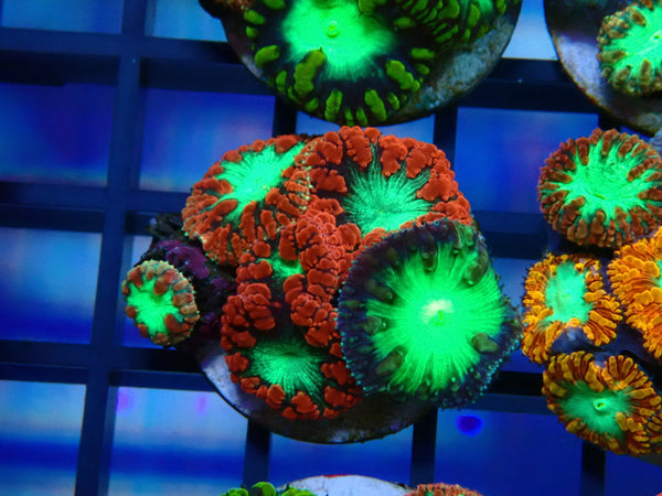 GBR Aquatics Mixed Blastomussa Frag