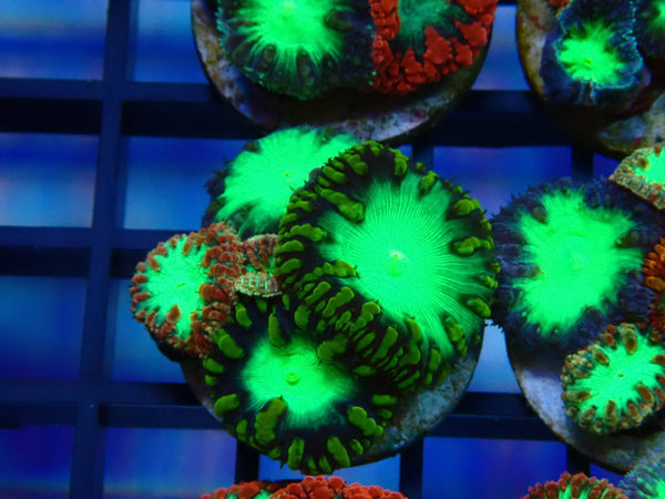 GBR Aquatics Mixed Blastomussa Frag