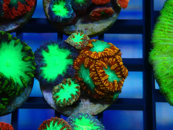 GBR Aquatics Mixed Blastomussa Frag