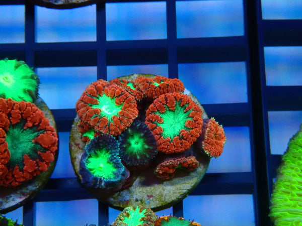 GBR Aquatics Mixed Blastomussa Frag