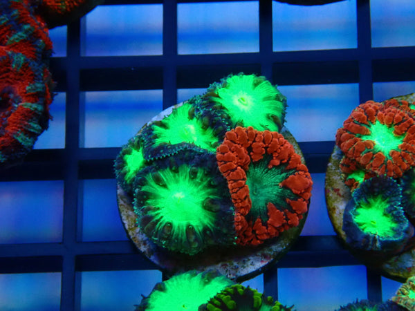 GBR Aquatics Mixed Blastomussa Frag