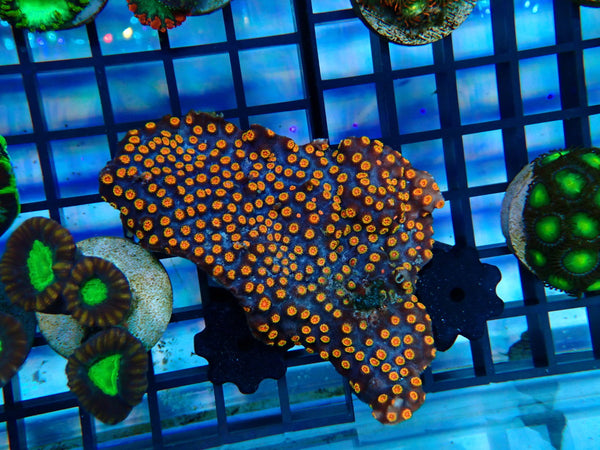 Cyphastrea