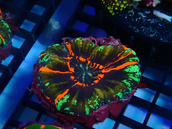 Ultra Scoly medium
