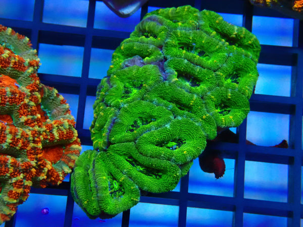 Acan small-med