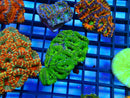 Acan small-med