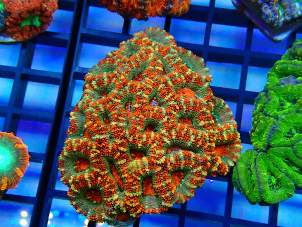 Ultra Acan small-med