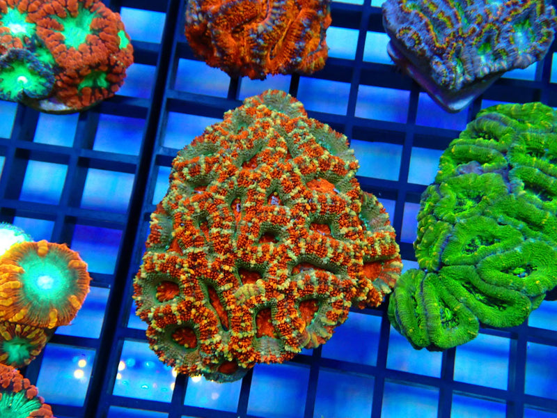 Ultra Acan small-med