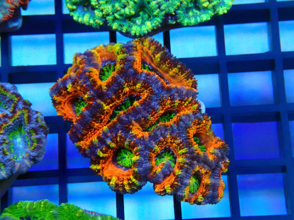 Rainbow Acan small