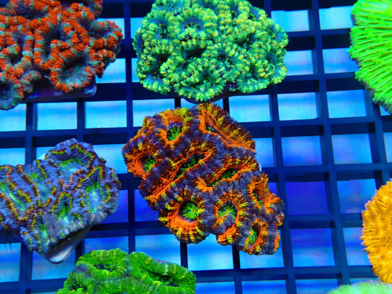 Rainbow Acan small
