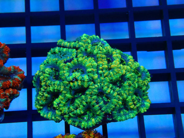 Acan small-med