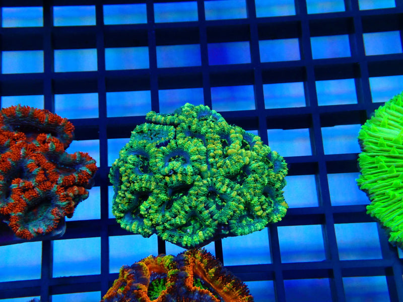 Acan small-med