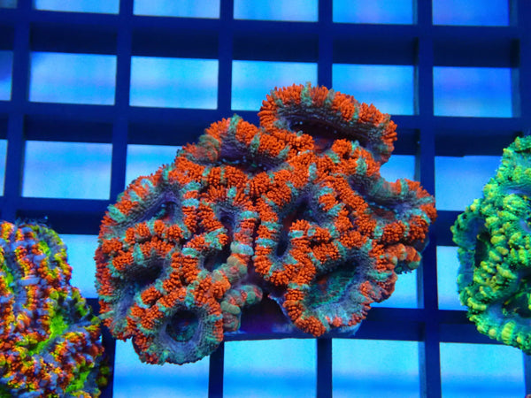 Ultra Acan small