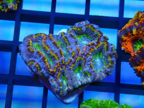 Ultra Acan small