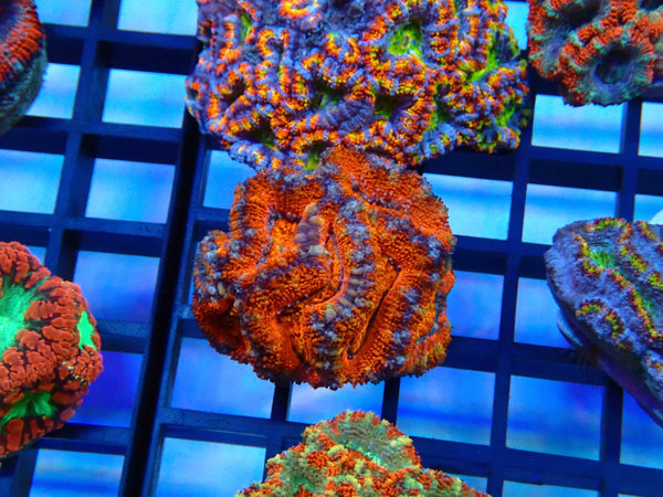 Ultra Acan Frag