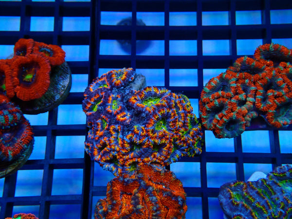 Ultra Acan small