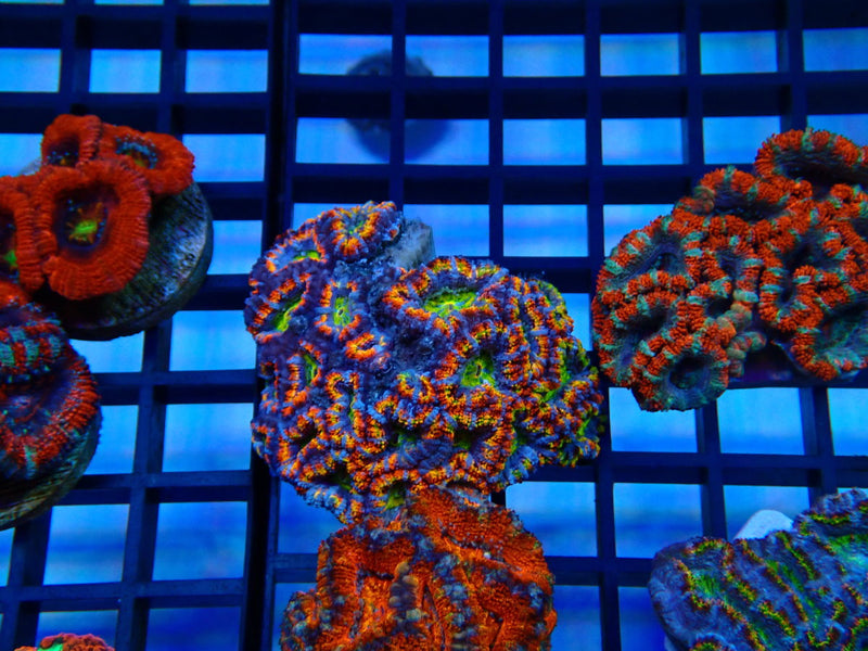 Ultra Acan small