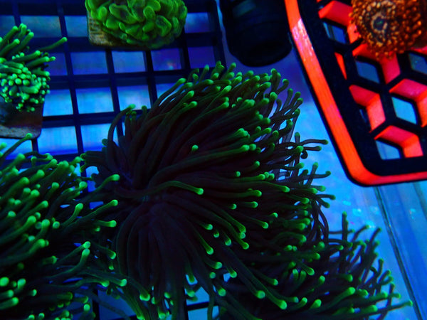 WA Green Tip Torch