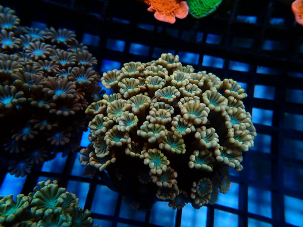 Ultra Pink Alveopora small-med