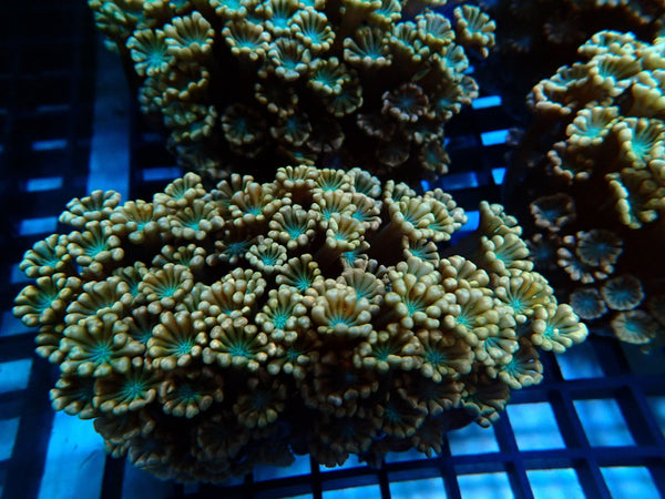Ultra Pink Alveopora small-med