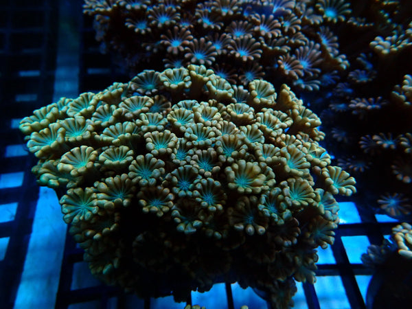 Ultra Pink Alveopora small-med
