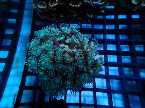 Monsoon Aquatics Ultra Pink Alveopora Frag