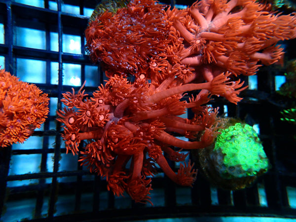 Sustainable Reefs Red/pink Goni Frag