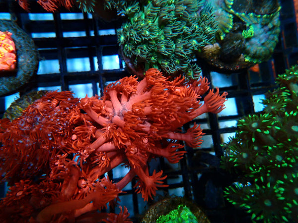 Sustainable Reefs Red/pink Goni Frag