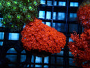 Red Goni Frag small