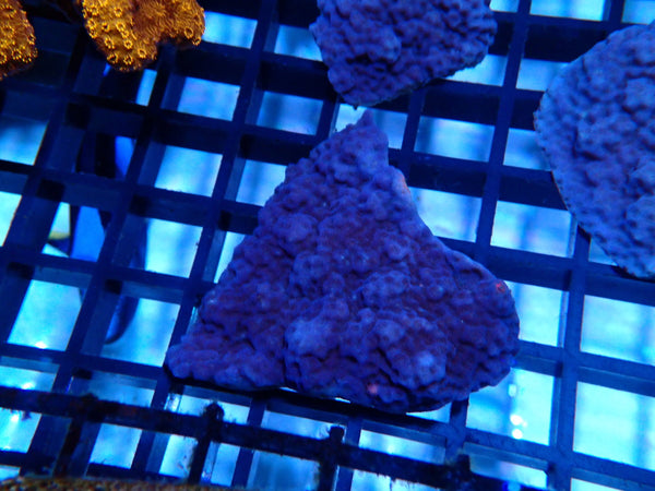 Monti Frag