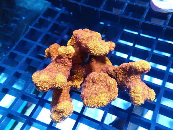 Orange Pavona medium