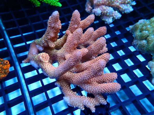 CDU Ultra Acropora Medium