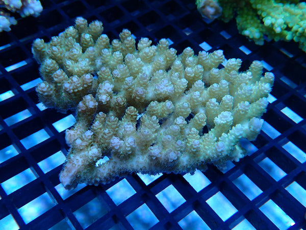 CDU Ultra Acropora small