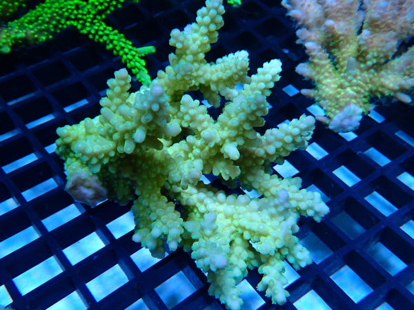CDU Ultra Acropora small