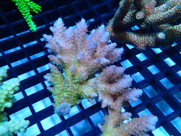 CDU Ultra Acropora small