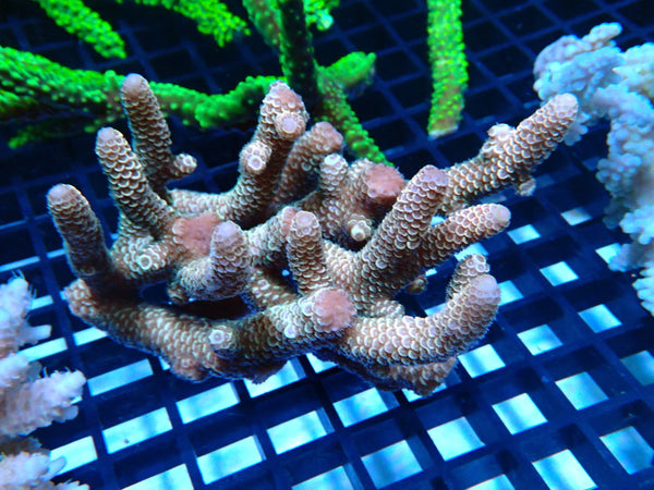 CDU Ultra Acropora small