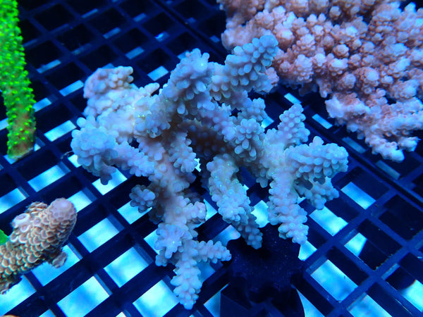CDU Ultra Acropora small