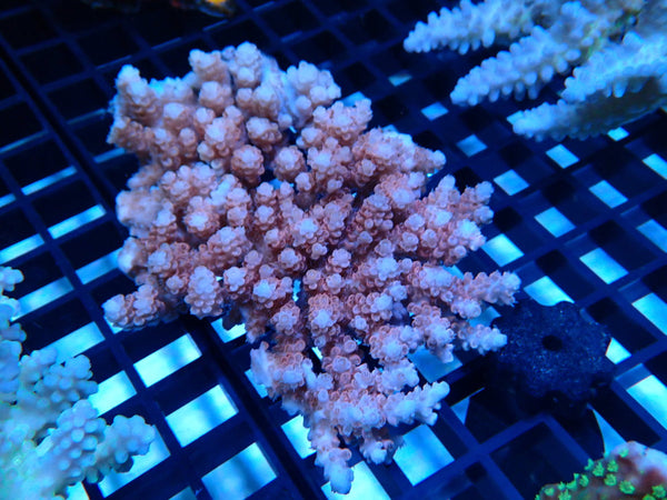 CDU Ultra Acropora small