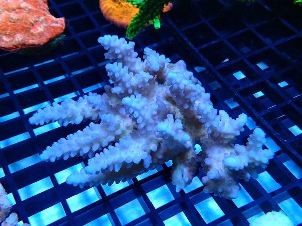 CDU Ultra Acropora small