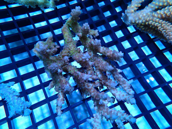 CDU Ultra Acropora small