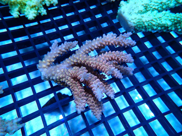 CDU Ultra Acropora small