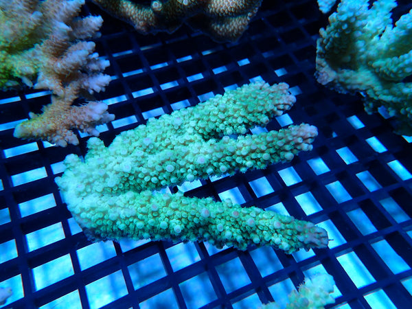 CDU Ultra Acropora small