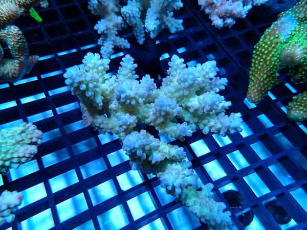 CDU Ultra Acropora small