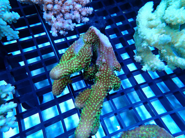 CDU Ultra Acropora small