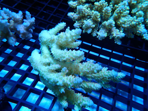 CDU Ultra Acropora small
