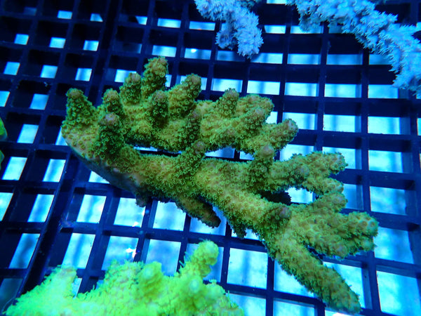 CDU Ultra Acropora small