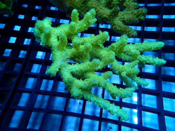 CDU Ultra Acropora small