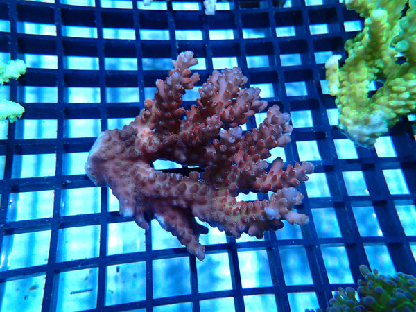 CDU Ultra Acropora small